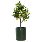 lifestyle image of cane-line grow planter medium in Dark Green/Taupe, Aluminium with a tree